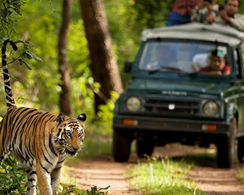 Jeep Safari in Jim Corbett